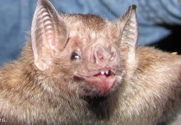 El murciélago vampiro común (Desmodus rotundus) dispone de alimento durante todo el año, por lo que no depende de las    estaciones para reproducirse exitosamente . Jacobo Araúz