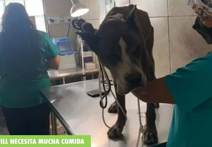Will necesita apoyo para costear su tratamiento veterinario. Foto: Juliette Chang