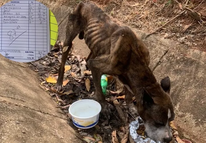 A Will lo encontraron en una cuneta de Veraguas, en busca de comida. Foto: Juliette Chang