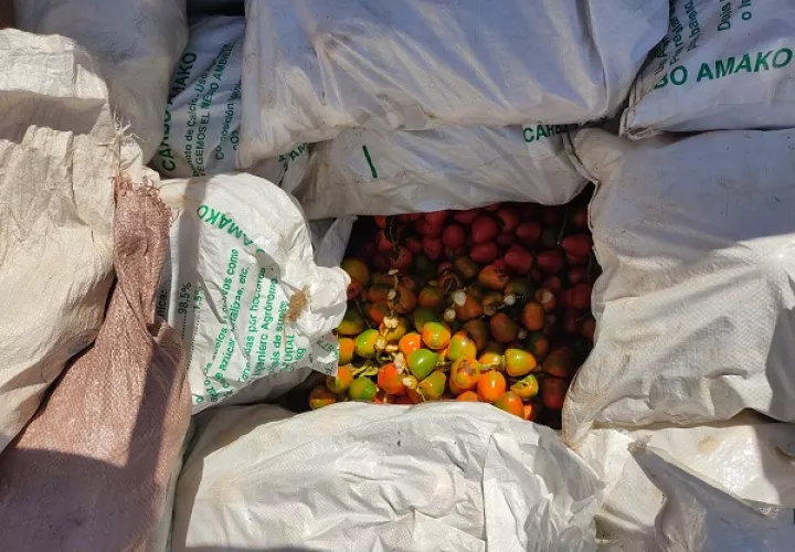 El pixbae panameño está pasando por una crisis, debido a una plaga. Foto: Cortesía Aduanas