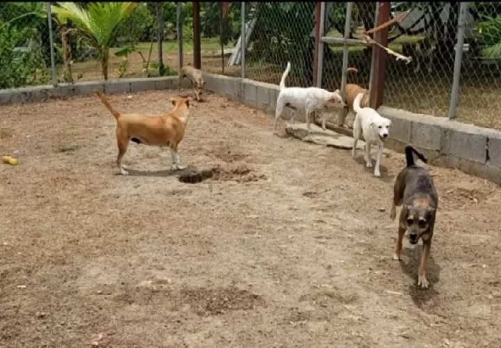 Animal Rescue of Antón requiere mensualmente unos $5 mil para continuar operando.  Foto: Fanny Arias 