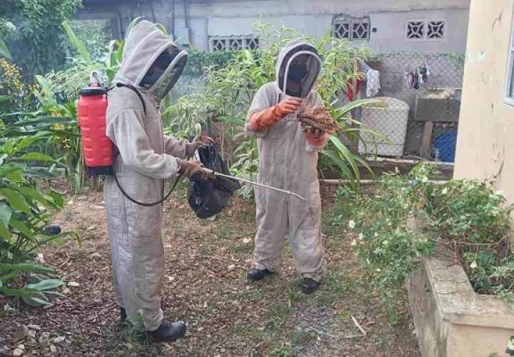 Las picaduras de abejas africanizadas pueden causar graves problemas e incluso la muerte. Foto: Bomberos
