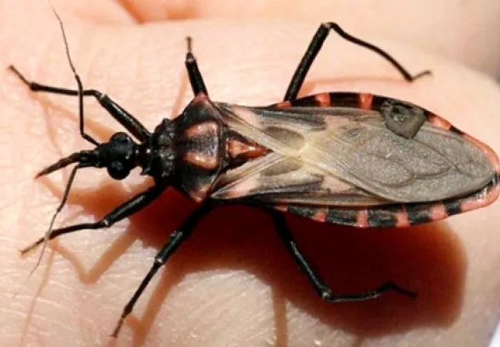 Entre 2000 y el 2020, en Panamá se reportaron 806 casos de la enfermedad de Chagas. Foto: Cortesía