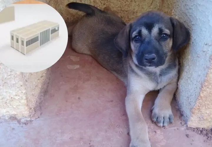 Los perros en situación de calle serán atendidos en la clínica. Foto: Fundación Manchitas