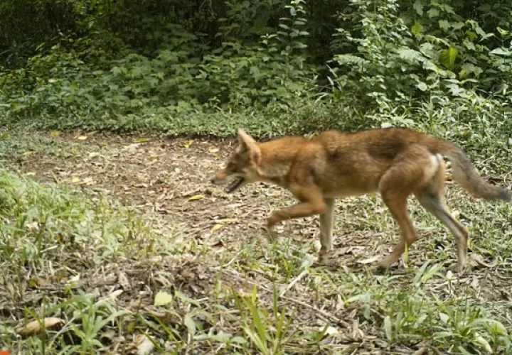 Los coyotes tienen una capacidad de adaptación alta. Foto: EFE