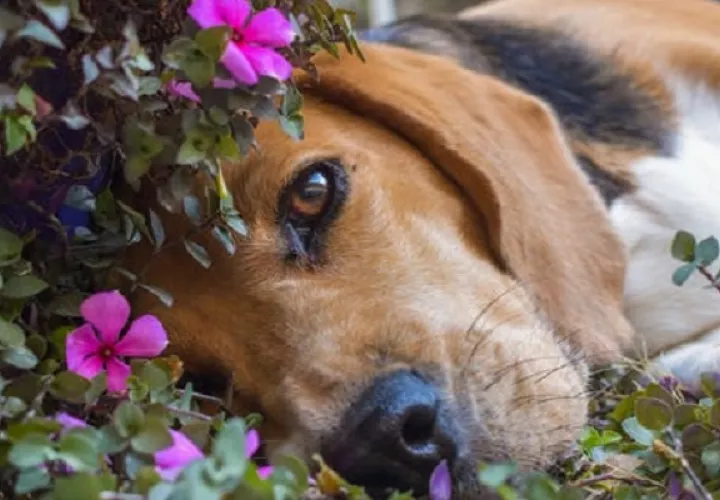 Expertos recomiendan acompañar a las mascotas en sus minutos finales. Foto Pexels