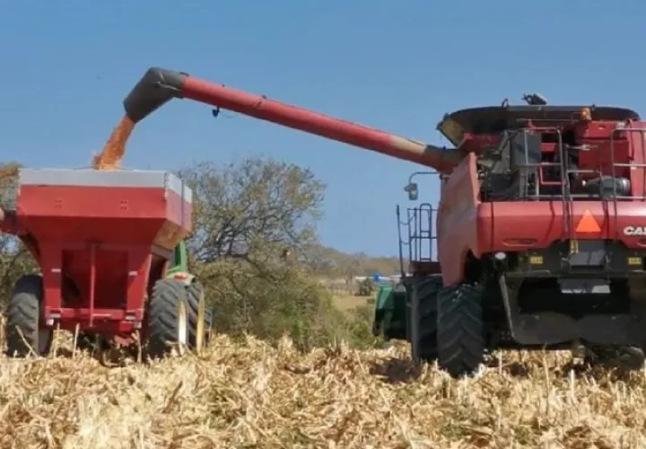 Algunos productores meditan no seguir sembrando ante el alto costo de los insumos necesarios para sus cultivos. Foto: Mida