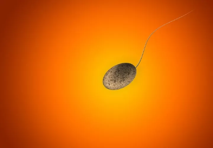 La mujer receptora debe recibir un tratamiento previo para preparar el endometrio.  Pixabay