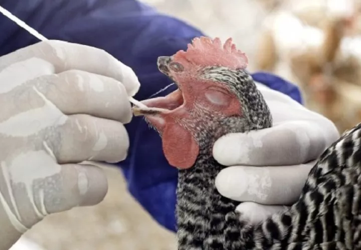 El virus H3N8 se ha detectado previamente en aves de corral. Foto: EFE