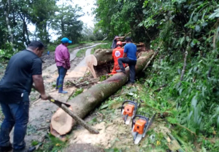En el Valle de Antón se reportó la caida de árboles. Foto: Eric A. Montenegro 