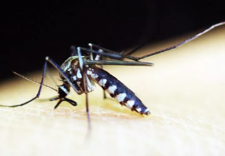 Migración incide en casos de malaria en las regiones de Panamá, Panamá Este y Guna Yala. Foto: Pixabay