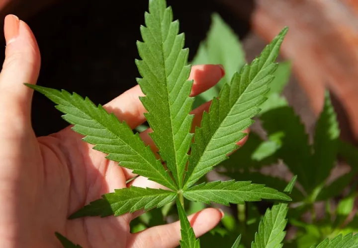  Panamá se convirtió en el primer país centroamericano en aprobar el uso del cannabis para fines medicinales y terapéuticos.