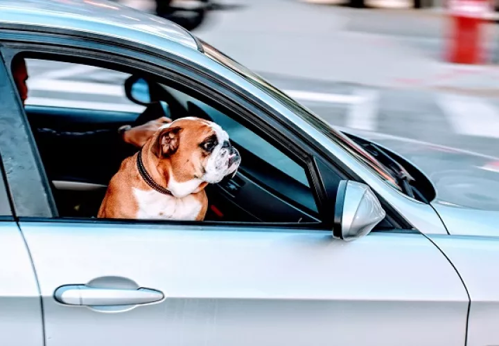 Se debe evitar que los animales saquen la cabeza por la ventana del auto. 