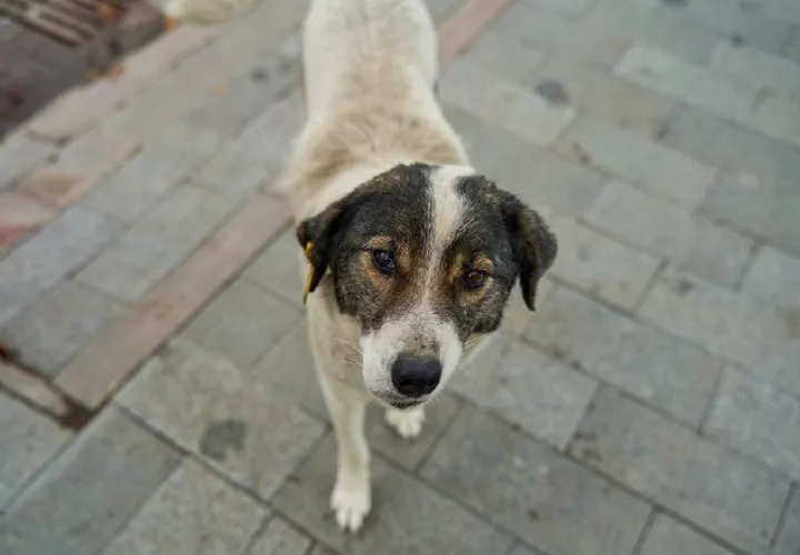 Miles de animales no tienen que comer. Cortesía