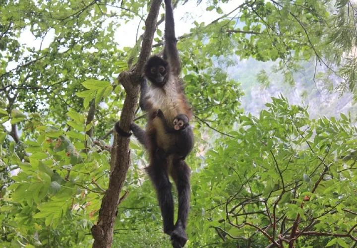 Algunas frutas que comen los primates tienen un contenido de alcohol de hasta el 7%. 