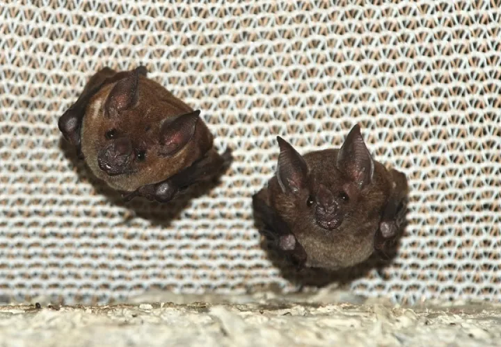 Las cámaras en el bosque registraron estos comportamientos. Foto: Smithsonian