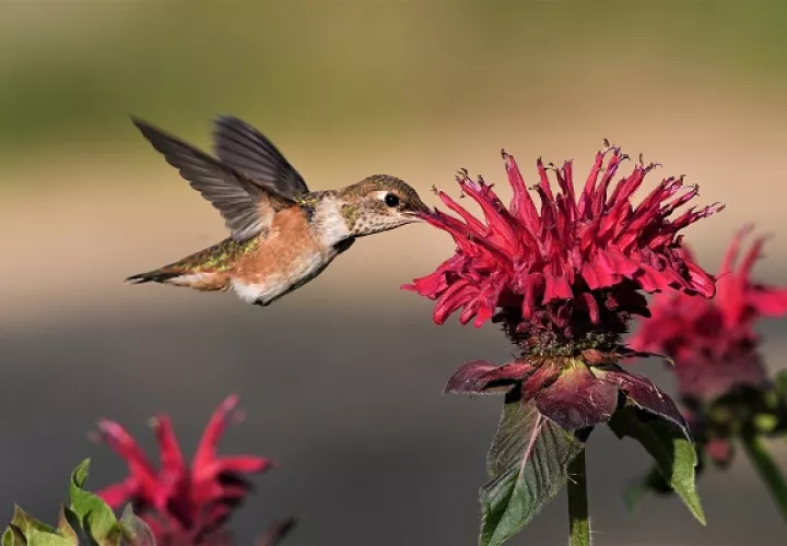 Los colibrí son atraídos por flores de tubo largo.