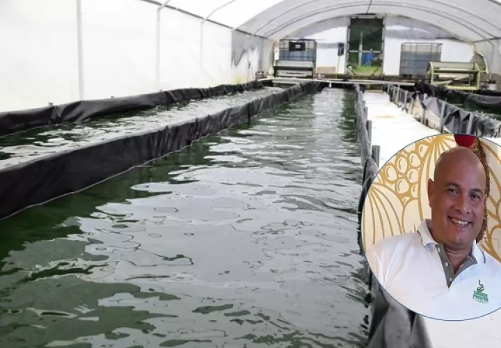 Cristóbal Pérez cultiva spirulina para el consumo humano y la elaboración de bioestimulantes. . Foto: GreenPowerFert