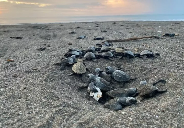 En la provincia de Los Santos, se trabaja en la conservación de esta especie que aporta al equilibrio ecológico y biológico de los ecosistemas de esta zona.