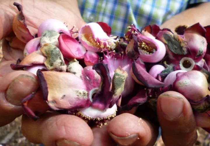 Las flores recolectadas son preservadas en alcohol o menticohol y usadas como ungüento o bálsamo. Foto. Melquiades Vásquez
