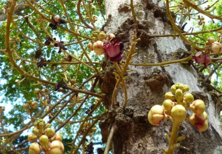 Para los pobladores de Río de Jesús, esta especie de árbol es considerado como sagrado, porque no hay otro en ningún lugar del país ni Centroamérica y solo florece en Semana Santa.