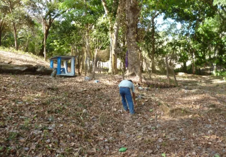 En Río de Jesús se logró conocer que la Universidad de Panamá le ha hecho a la especie del árbol granadillo varios estudios, logrando determinar que las flores poseen algunas propiedades curativas. Foto. Melquíades Vásquez