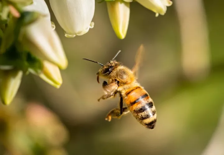 Las abejas son fundamentales para la producción de alimentos. Ilustrativa / Freepik
