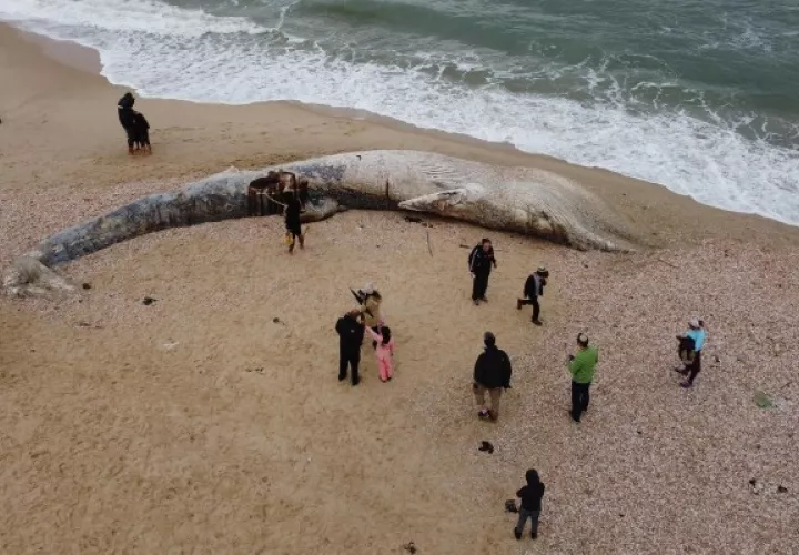 ¿Una ballena varada?, lo habitual es retirar el cadáver, investigadores tienen otra respuesta. Foto: EFE