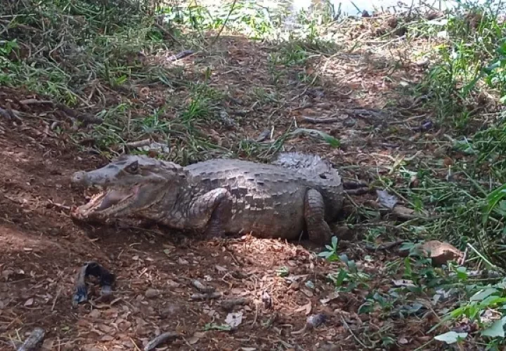 Reptiles, coyotes, serpientes, son parte de las especies encontradas y que causan temor entre moradores, quienes también reportan otros animales como búhos y zarigüeyas, que, en busca de alimento, ingresan a viviendas y áreas habitadas. Foto. Thays Domínguez