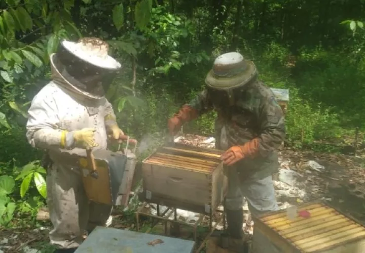 Este estudio científico busca detectar enfermedades que atacan a las abejas, como varroosis, acariosis y nosemosis, en el centro de cría y producción en Colón. Foto. Ilustrativa