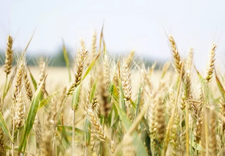 La FAO sigue pronosticando que la producción mundial de trigo registrará un crecimiento en 2022. Foto. Pexels