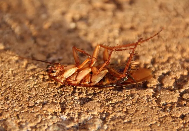 En el mundo existen aproximadamente unas 5.000 especies de cucarachas.