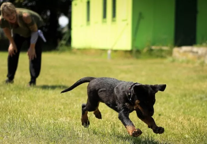  El juego de tirar la pelota al perro. Foto: Ilustrativa / Pexels