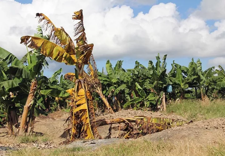 Una planta de banano con fusariosis. Foto: FAO