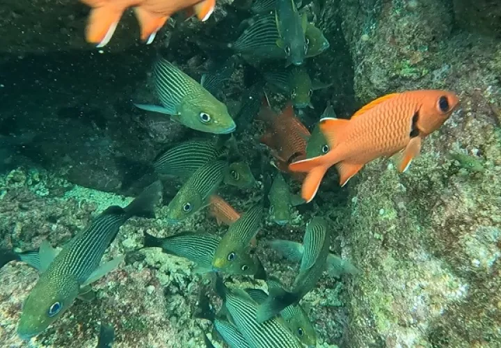 El 70% de los organismos marinos tienen un desarrollo larval o realizan migraciones en alguna etapa de su historia de vida. Foto: Cortesía