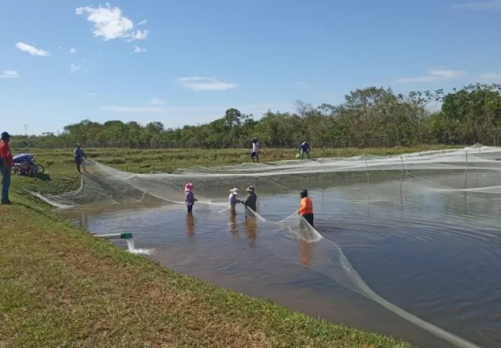 Con esta cooperativa las familias puedan generar sus propios ingresos y así expandir sus actividades fuera de la provincia con la comercialización de la tilapia. Foto. José Vásquez