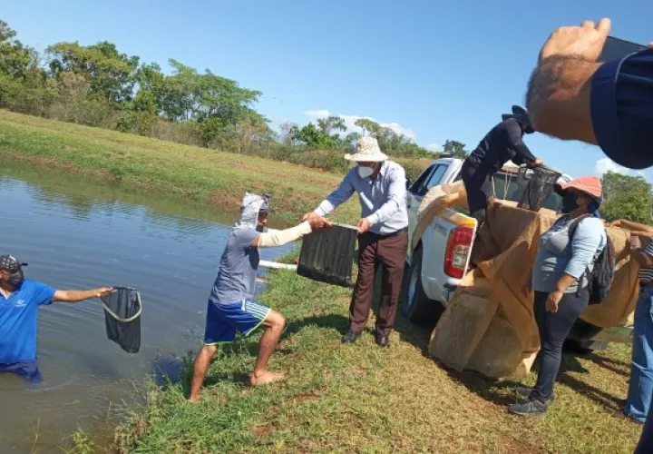 En primera instancia el proyecto se desarrolla en el distrito de Gualaca, para luego expandirlo en todo el territorio nacional. Foto. José Vásquez