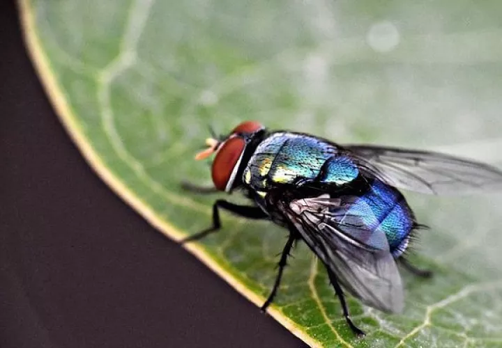 Las moscas tienen un importante rol ecológico. Foto: Pexels