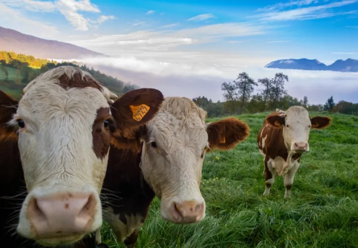 Se prevé sustituir la carne por 'proteína bacteriana'. Foto: Ilustrativa / Freepik