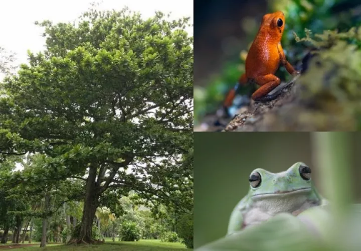 Este  22 de mayo  se conmemora el Día Internacional de la Diversidad Biológica. Fotos: MiAmbiente