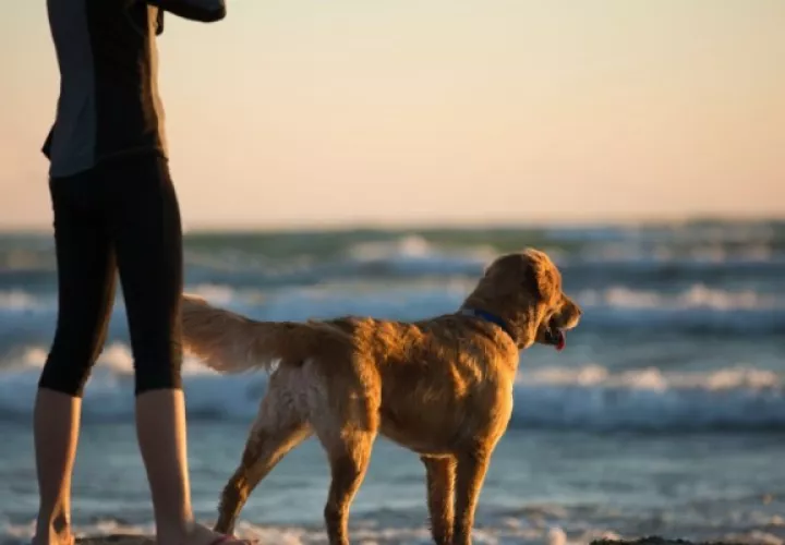Los dueños deben ser muy cuidadosos. Foto: Pexels