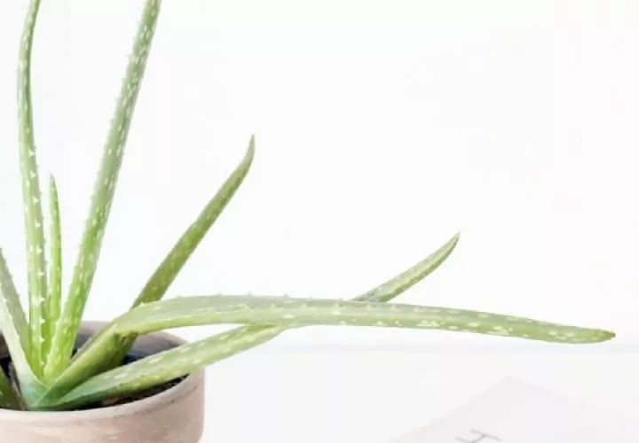 Una piel enriquecida con aloe.  Foto: Ilustrativa / Pexels