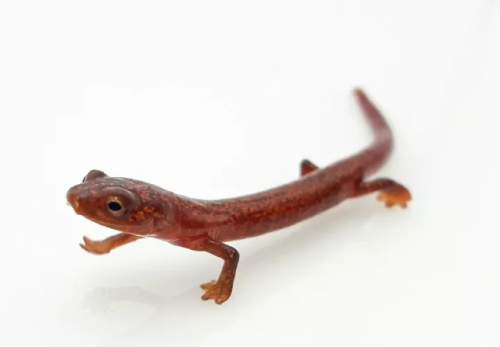 La salamandra de fuego chiricana es una nueva especie para Panamá.
