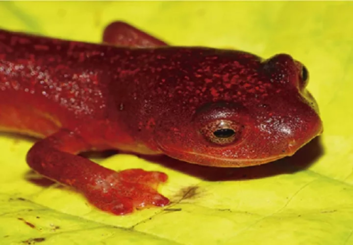 La nueva especie se distingue por su coloración dorsal y ventral. Foto: mapress.com