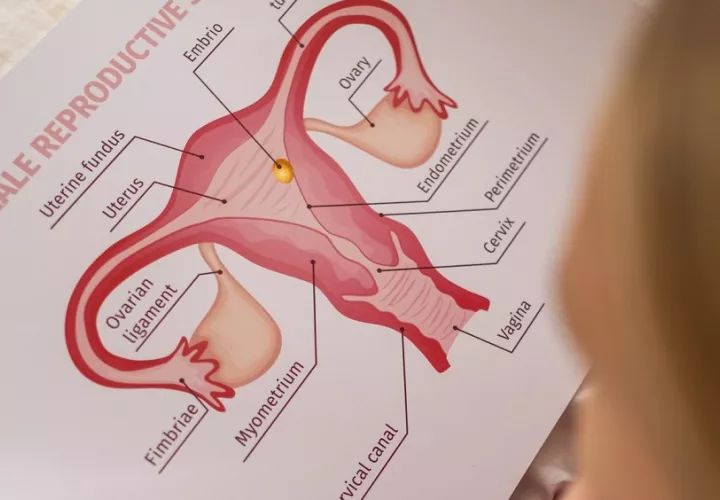 Hay condiciones que pueden alterar la microbiota vaginal. Foto: Pexels