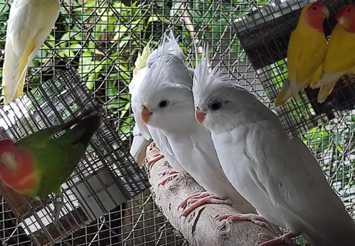 Los animales se encuentran en buen estado de salud. Foto: MiAmbiente