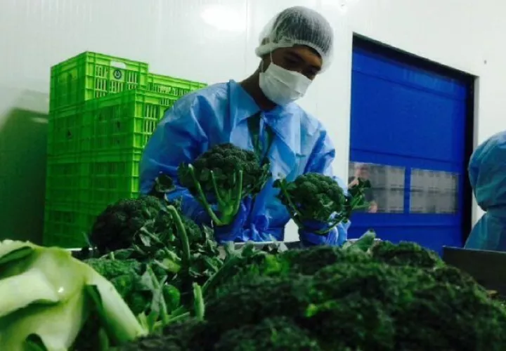 Productores, comercializadores y consumidores en alerta por paro de transportista de carga agrícola en Tierras Altas. Foto: Archivos