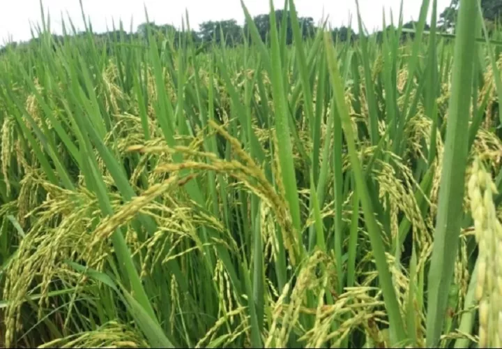  Solamente la provincia de Chiriquí produce 90 mil hectáreas de arroz. Foto: José Vásquez 