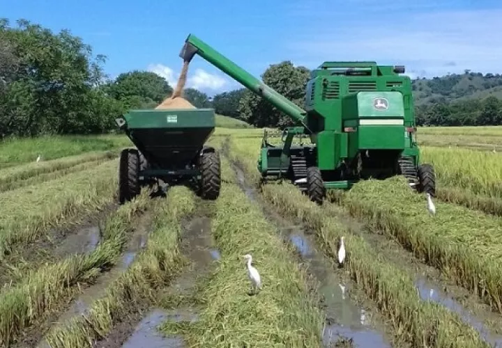 El arroz es uno de los productos más consumidos por los panameños. Foto: Grupo Epasa