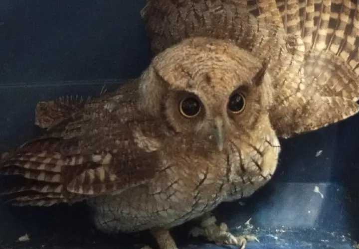 El búho quedará en observación y luego será liberado en su hábitat.Fotos: Cortesía MiAmbiente